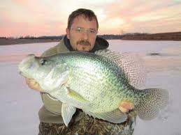 Looked up tons of pictures of other crappie and didn't find one that looked remotely similar to this. 40 Crappie Fishing Pics Ideas Crappie Fishing Crappie Fish