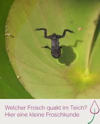 Frosche Im Teich Frosche Im Teich Teich Frosche
