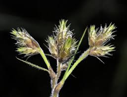 Image result for Fuirena pubescens