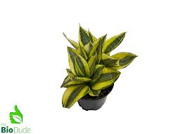 Image result for Sansevieria dooneri
