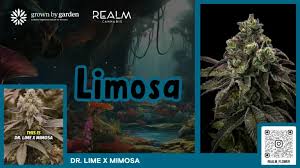 Image result for Conyza limosa