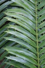 Image result for Encephalartos gratus