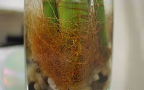 A bamboo plant in a planter/container will require more water than one grown in the ground. Lucky Bamboo Dracaena Sanderiana Guide Our House Plants