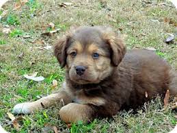 See more of puppies for adoption near me on facebook. Salem Nh Akita Meet Hudson A Pet For Adoption