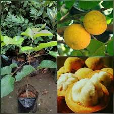 Namun harga yang dipatok untuk sepasang buah buahan. 10 Jenis Tanaman Langka Yang Di Jual Di Sinox Nursery Semarang Sinox Nursery