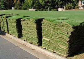 Grass sod provides a quick way to establish a green lawn. New Sod Watering General Care Tips Terraturf