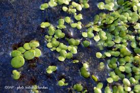 Image result for Spirodela