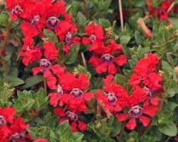 Image result for Cuphea llavea