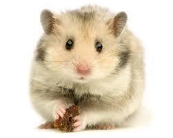 French Wild Hamsters Are Becoming Endangered And A Study Found The Reason May Be That A Food They Eat Is Turni Cool Hamster Cages Hamsters As Pets Hamster Care
