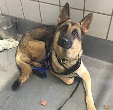 Maybe you would like to learn more about one of these? San Antonio Tx German Shepherd Dog Meet Aurora A Pet For Adoption