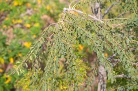 Image result for Maerua angolensis