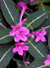 Image result for Ruellia makoyana