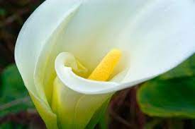 Calla Lily Flower Calla Lily Lily Flower Calla Lily Colors