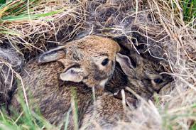 Wild Baby Rabbits What To Do