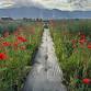 Pastries in the Poppies