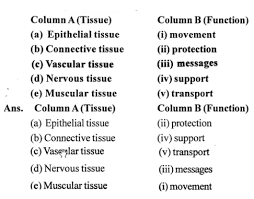 Plant cells and tissues quiz. Plant And Animal Tissues Icse Class 7th Concise Selina Biology Solutions Icsehelp