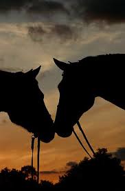 30 Beautiful Examples Of Silhouette Photography The Photo Argus Horses Horse Photography Beautiful Horses