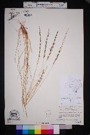 Image result for Sporobolus sanguineus