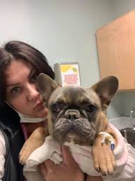 Does anyone know of a concise and easy-to-understand printed guide (with  pictures if possible) about ME? I am taking my kitty to an event and want  to be able to educate others