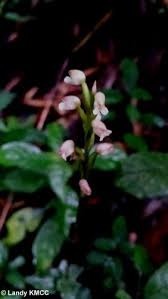 Image result for Hetaeria heterosepala