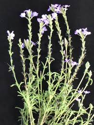 Image result for Scrophulariaceae