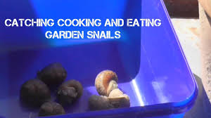 Check spelling or type a new query. Catching Preparing Cooking And Eating Garden Snails Youtube