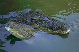 The mouse deer jumped to the body of one crocodile to the others while he was counting. Crocs Get It On Nature Features Abc Science