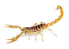 Pest control companies can install baiting systems around the house. A Agents General Pest Control