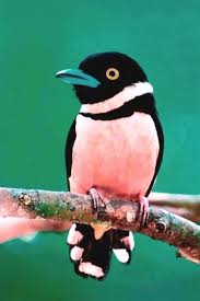 Birds Of A Feather Movie Birds In Bird Box Movie Birds Running From Water Vine Song Are Birds Warm Blooded Birds Of A Feather Song Angry Colorful Birds Beautiful Birds Birds