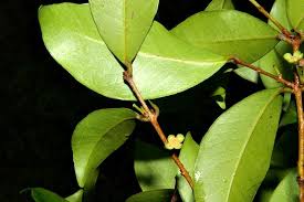 Image result for Eugenia natalitia