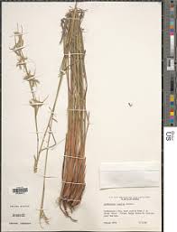 Image result for Cymbopogon caesius