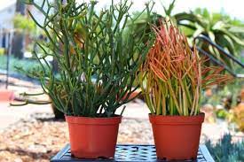 4.1 jade plant (crassula ovata). It S Time For Fire Sticks To Have Warning Labels The Downey Patriot