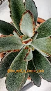 Image result for Kalanchoe dyeri