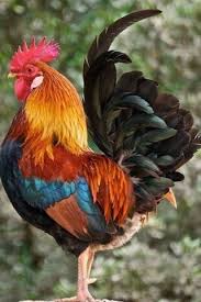 Check spelling or type a new query. Rooster Wallpaper Download To Your Mobile From Phoneky