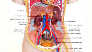 This diagram depicts black torso human anatomy model. Human Abdomen Model Diagram Www Anatomynote Com Human Body Systems Human Anatomy And Physiology Circulatory System