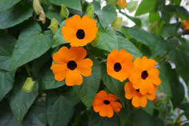 Image result for Thunbergia