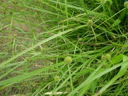 Image result for Kyllinga appendiculata