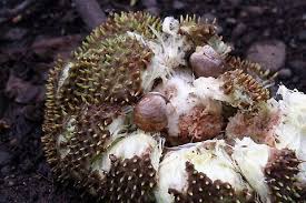 Image result for Artocarpus altilis