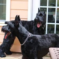 Giant schnauzer puppies for sale in texas. Giant Schnauzers Top Dogg K9 Foundation