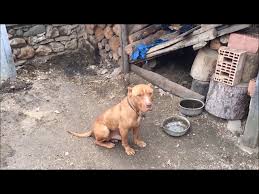 Pitbull Nasil Beslenir Hamile Pitbull Beslemek Pregnant Pitbull Youtube
