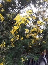 Image result for Acacia dealbata