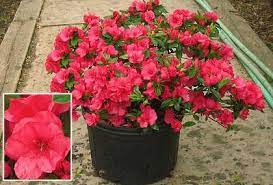 It shows off beautiful dark green foliage and masses of pink petals ideal for garden beds. Gumpo Azalea If My Holly Dies This Is Going In Its Place Farm Nursery Landscape Azaleas