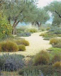 Olive Trees Gravel And Grass Mediterranean Garden Design Landscape Design Low Water Landscaping