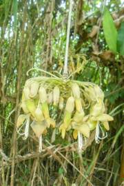 Image result for Mucuna poggei