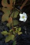 Image result for Lagenaria breviflora