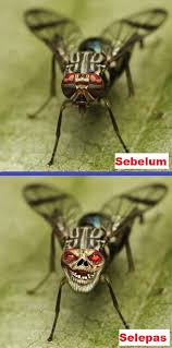 Walau sempat dinilai seram sejak. 10 Gambar Muka Haiwan Diedit Pelik Dan Seram