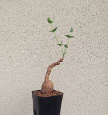 Image result for Euphorbia eranthes