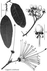 Image result for Capparis fascicularis