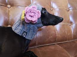 Check spelling or type a new query. Whippet Hat Promotions