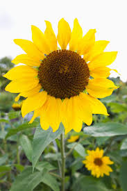 A state flower is a carefully chosen and important symbol of a particular state that reflects an appreciation for the natural floral beauty of that state. 50 Pictures Of State Flowers Us State Flowers List